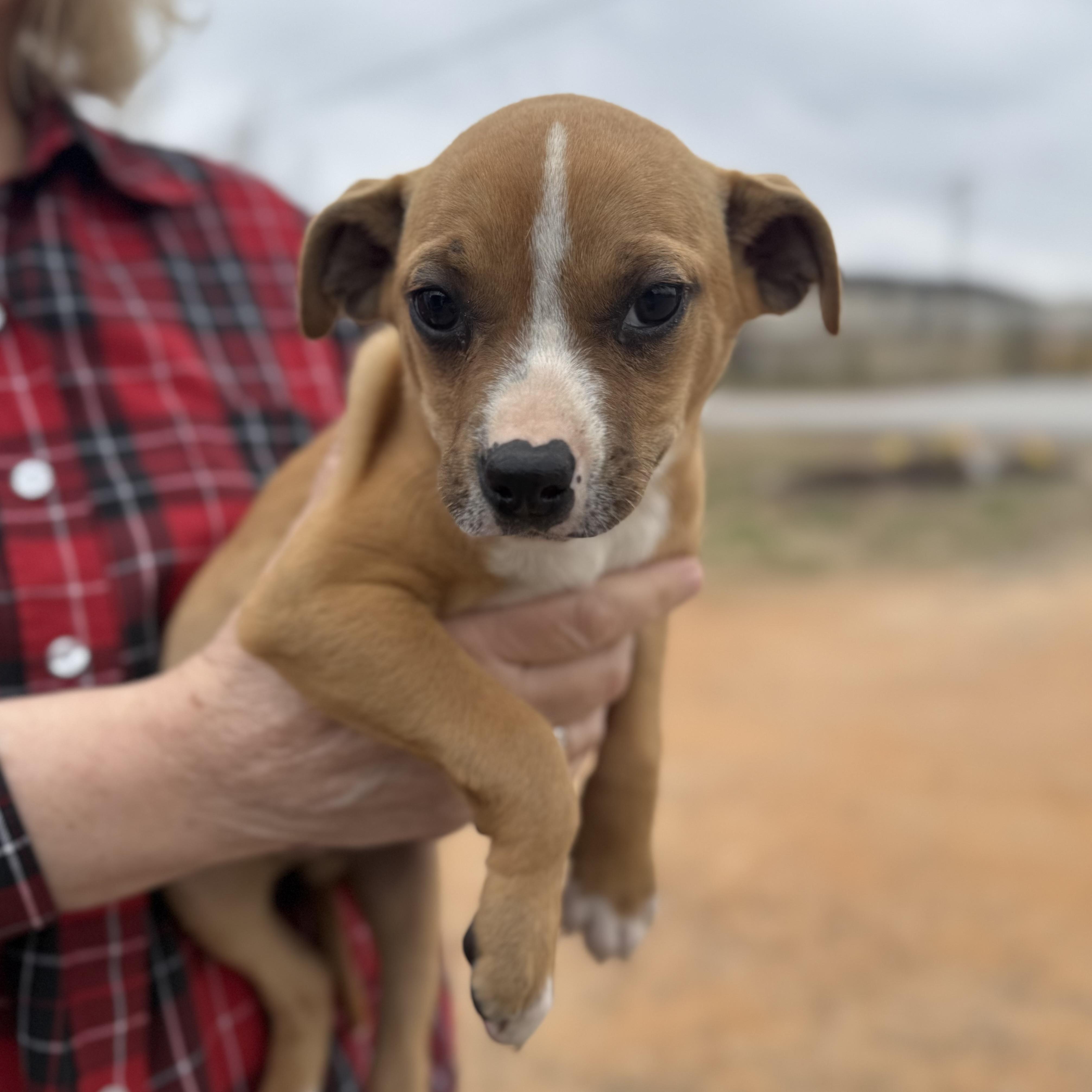 Enlarge Windshield, an adopted Mixed Breed in Columbia, SC image 3/5