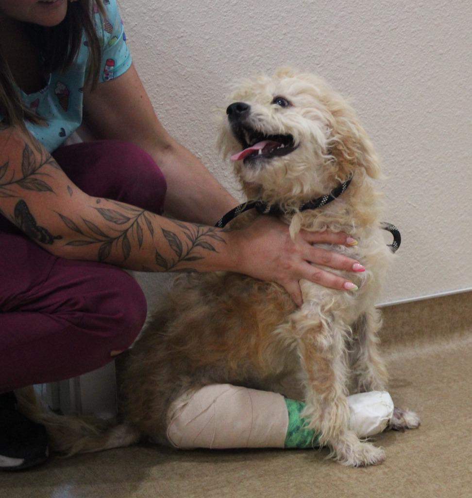 Nemo, Adoptable, Young Male Poodle & Mixed Breed.