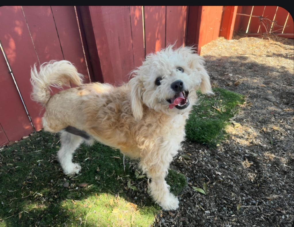 Nemo, Adoptable, Young Male Poodle & Mixed Breed.