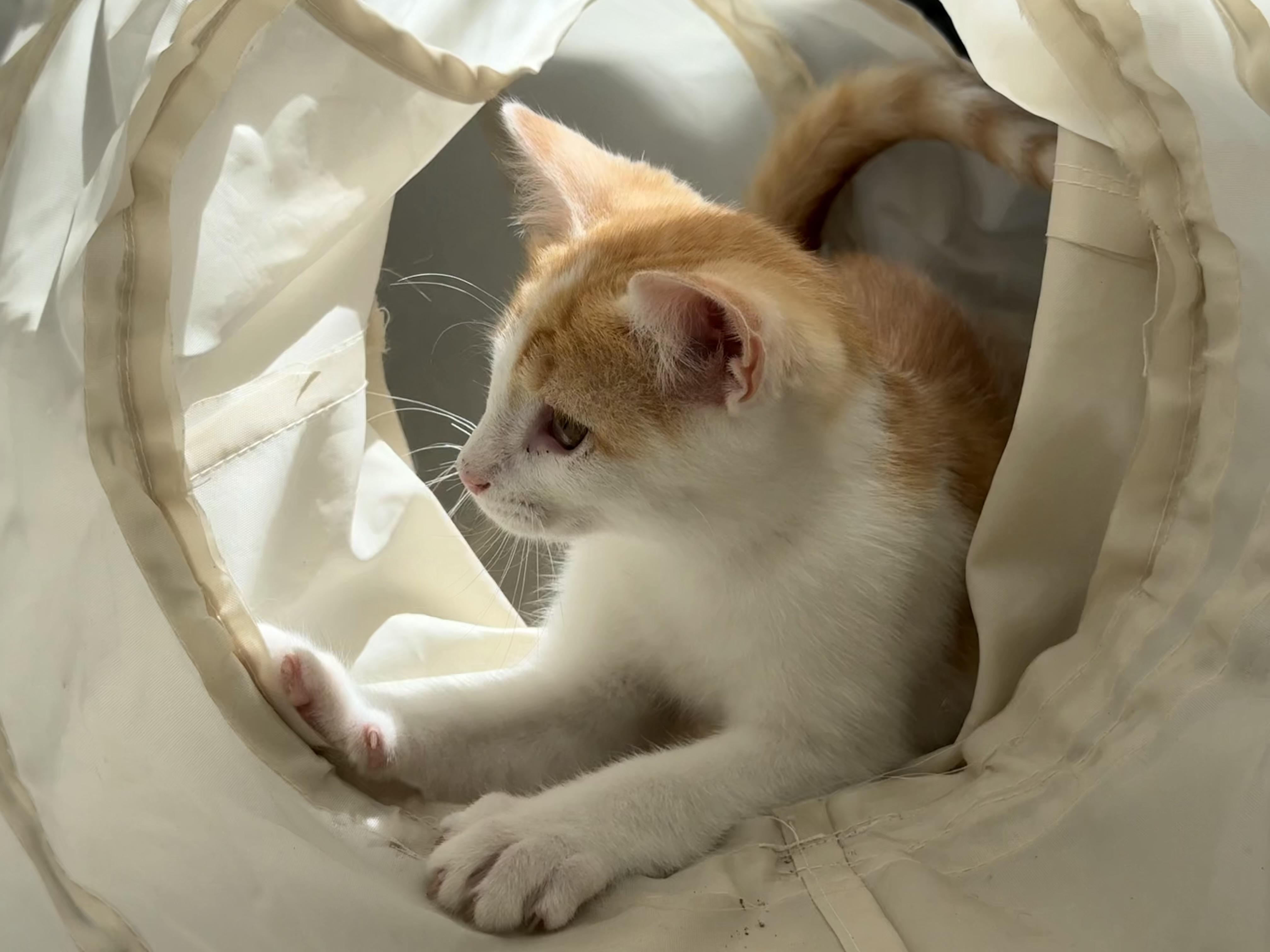 Milo, a Adoptable Domestic Short Hair in Murray, KY image 4/4