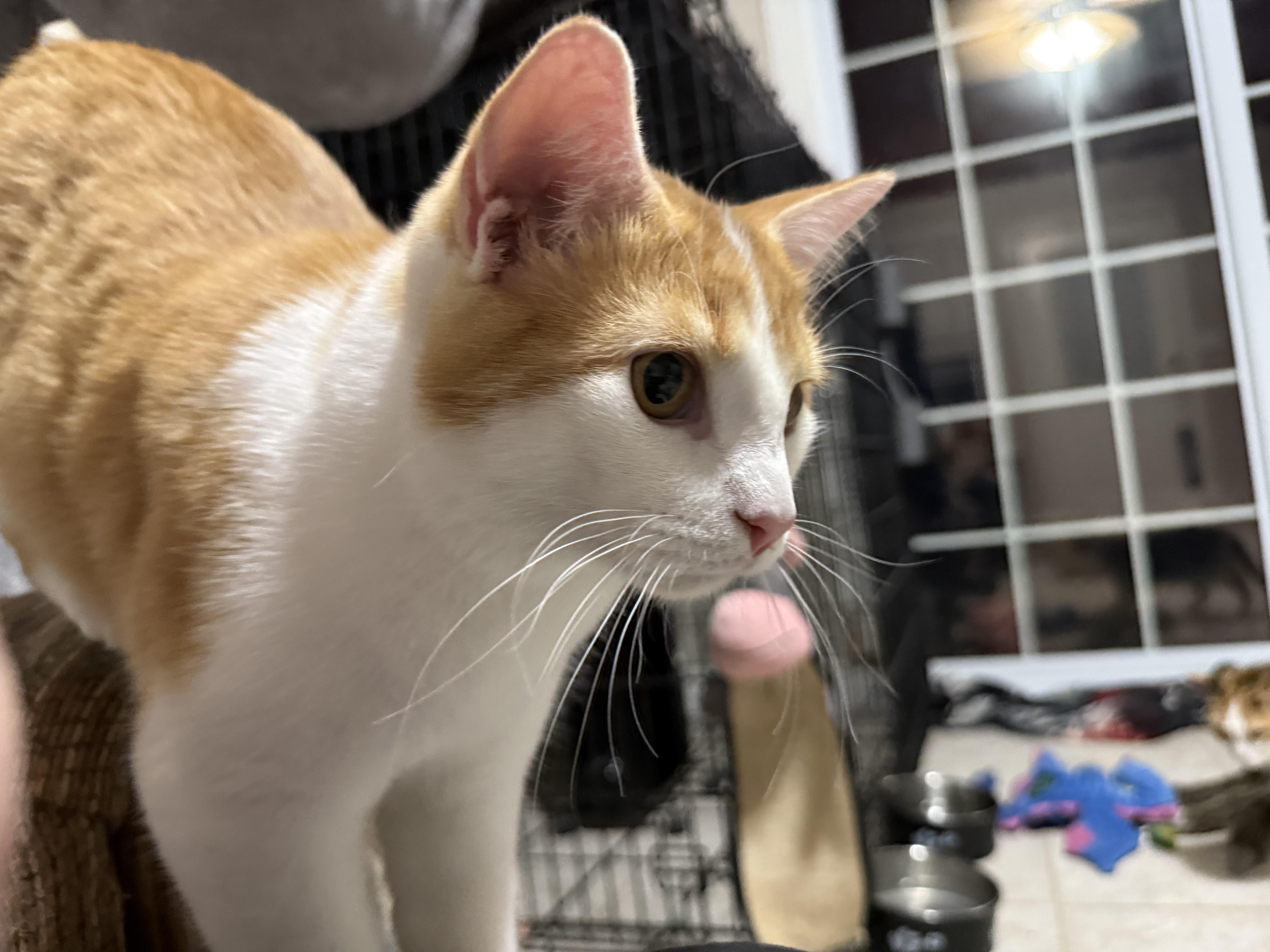 Milo, Adoptable, Young Male Domestic Short Hair.