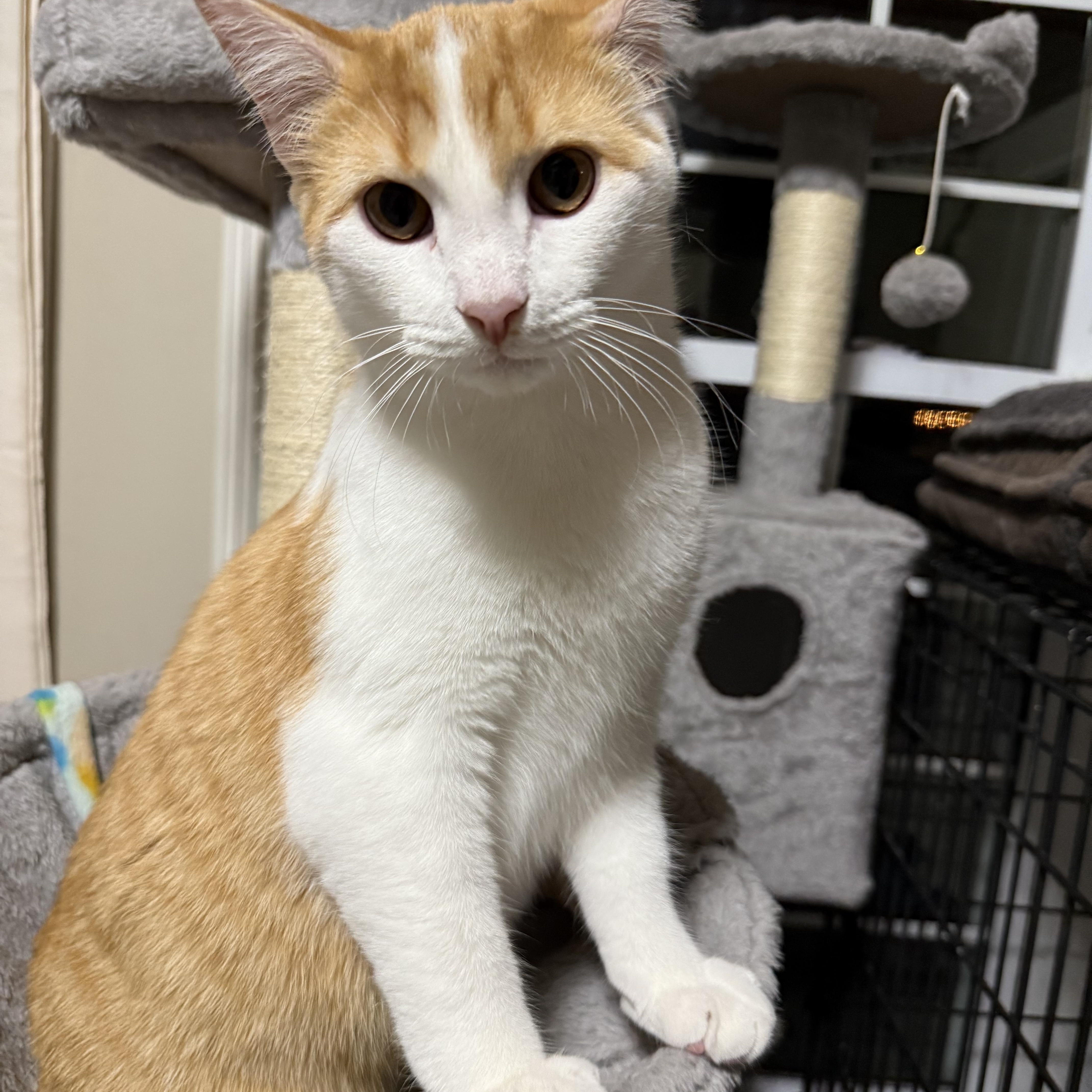 Milo, Adoptable, Kitten Male Domestic Short Hair.