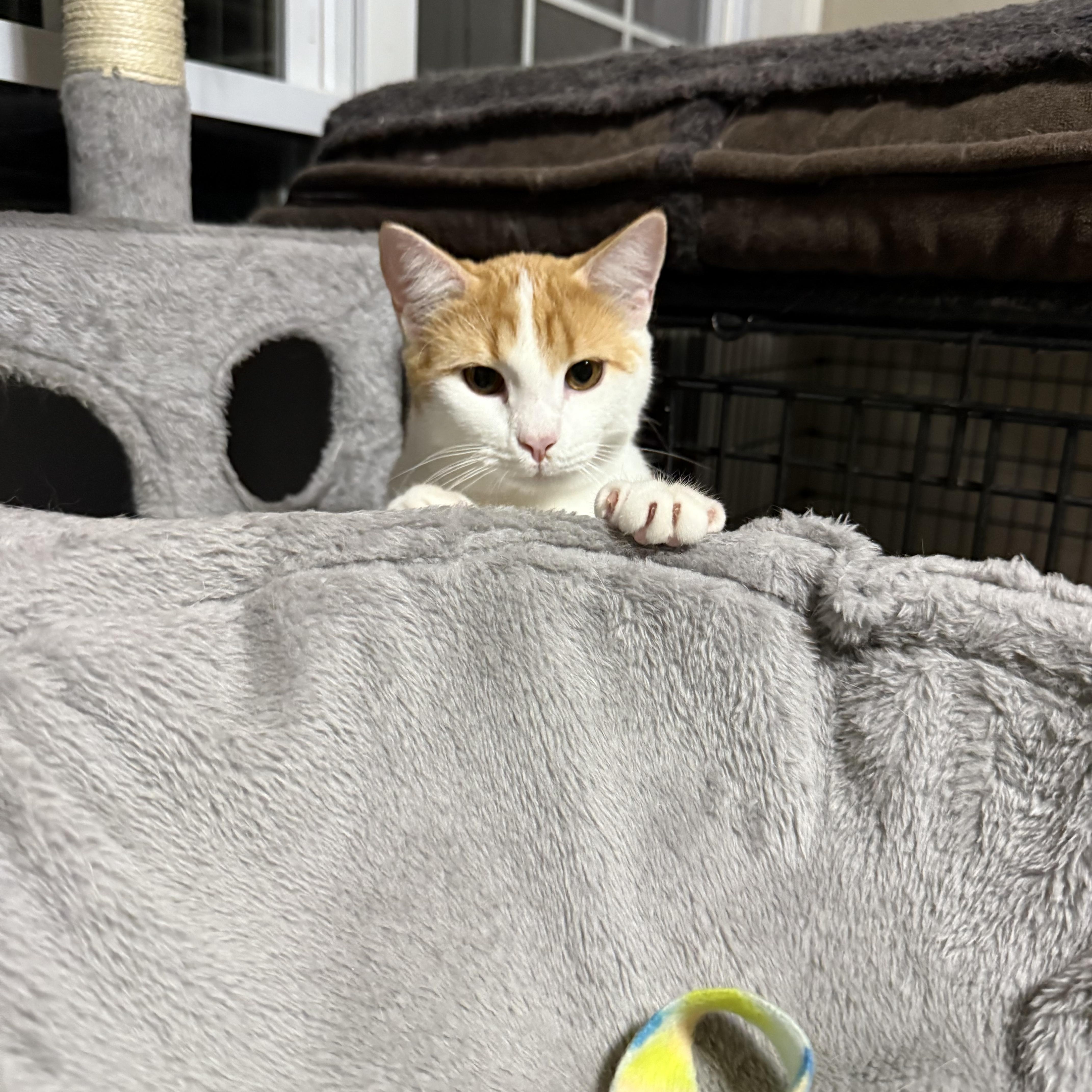 Milo, a Adoptable Domestic Short Hair in Murray, KY image 3/4