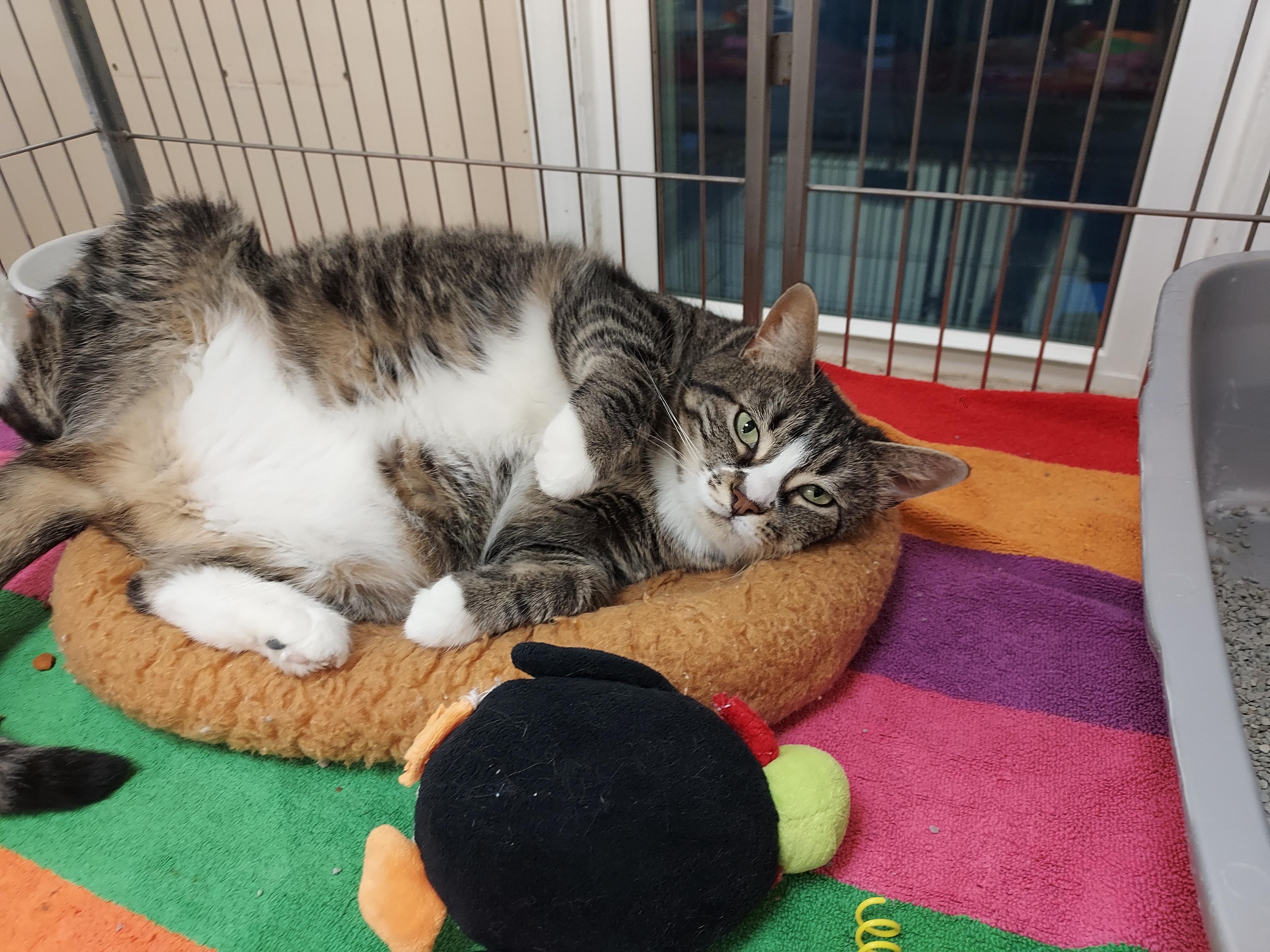 Enlarge Willow  at Luna Cat Cafe, an adopted Domestic Short Hair in Ellicott City, MD image 3/4