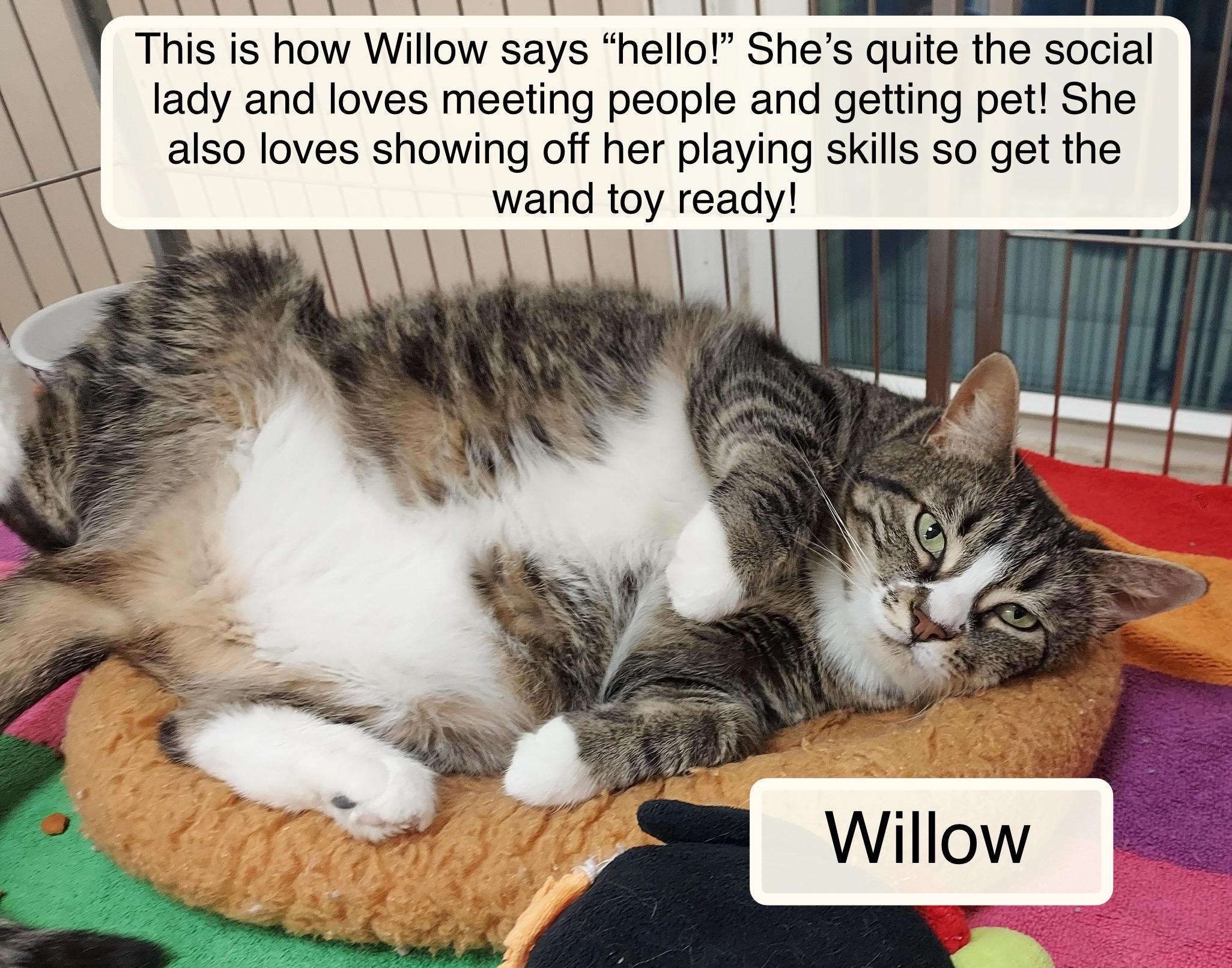 Enlarge Willow  at Luna Cat Cafe, an adopted Domestic Short Hair in Ellicott City, MD image 1/4