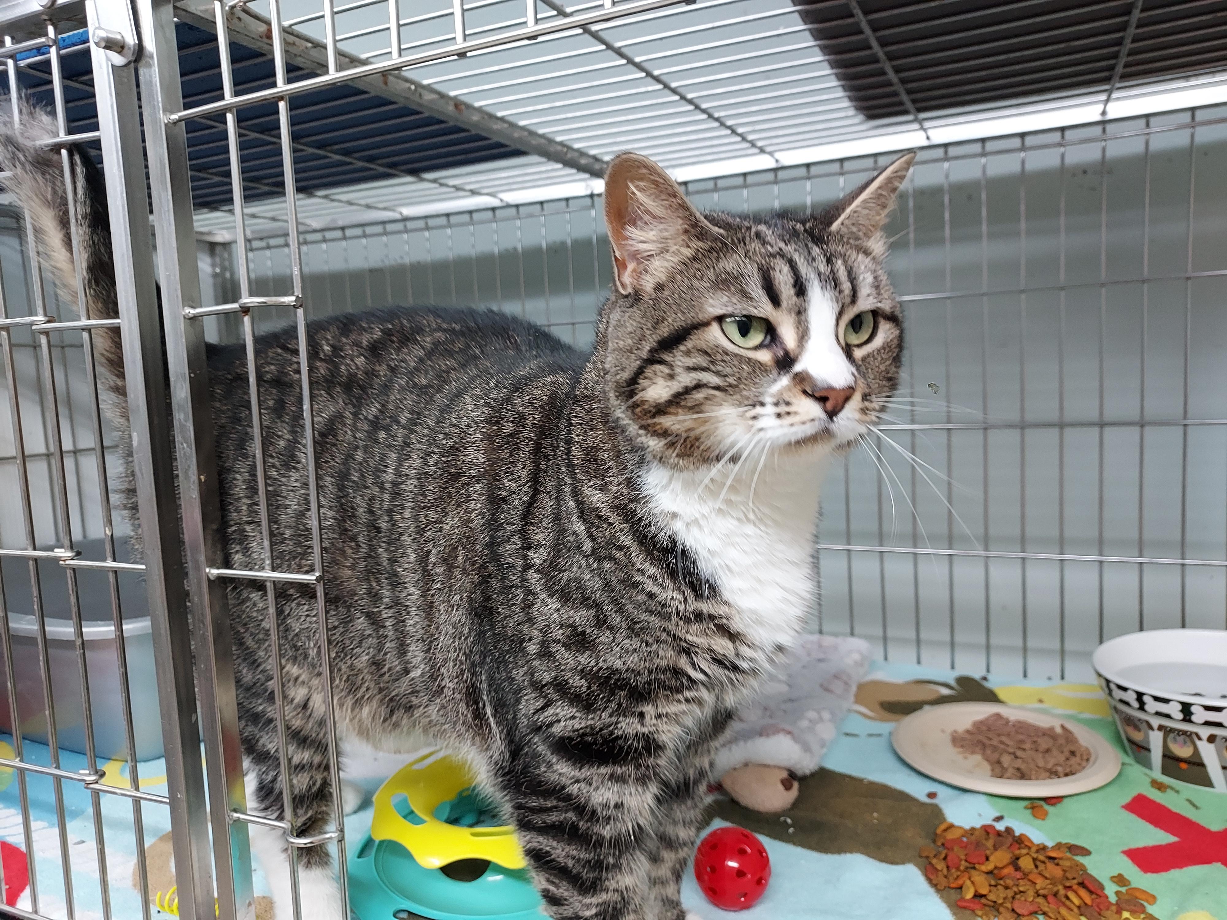 Enlarge Willow  at Luna Cat Cafe, an adopted Domestic Short Hair in Ellicott City, MD image 2/4