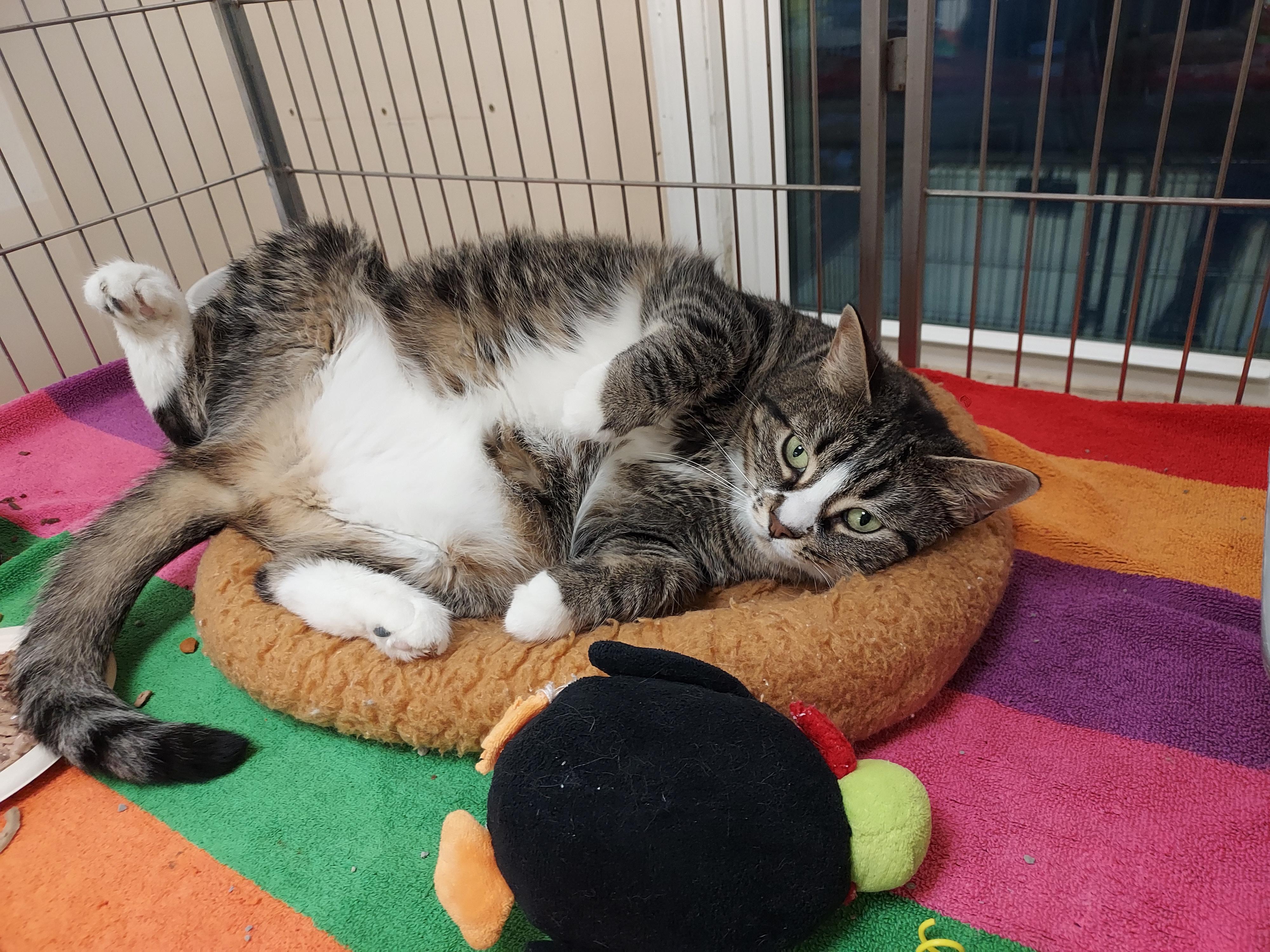 Enlarge Willow  at Luna Cat Cafe, an adopted Domestic Short Hair in Ellicott City, MD image 4/4