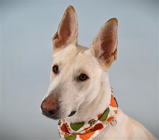 Enlarge VALKYRIE, a Adoptable mixed breed in Loveland, CO image 1/1