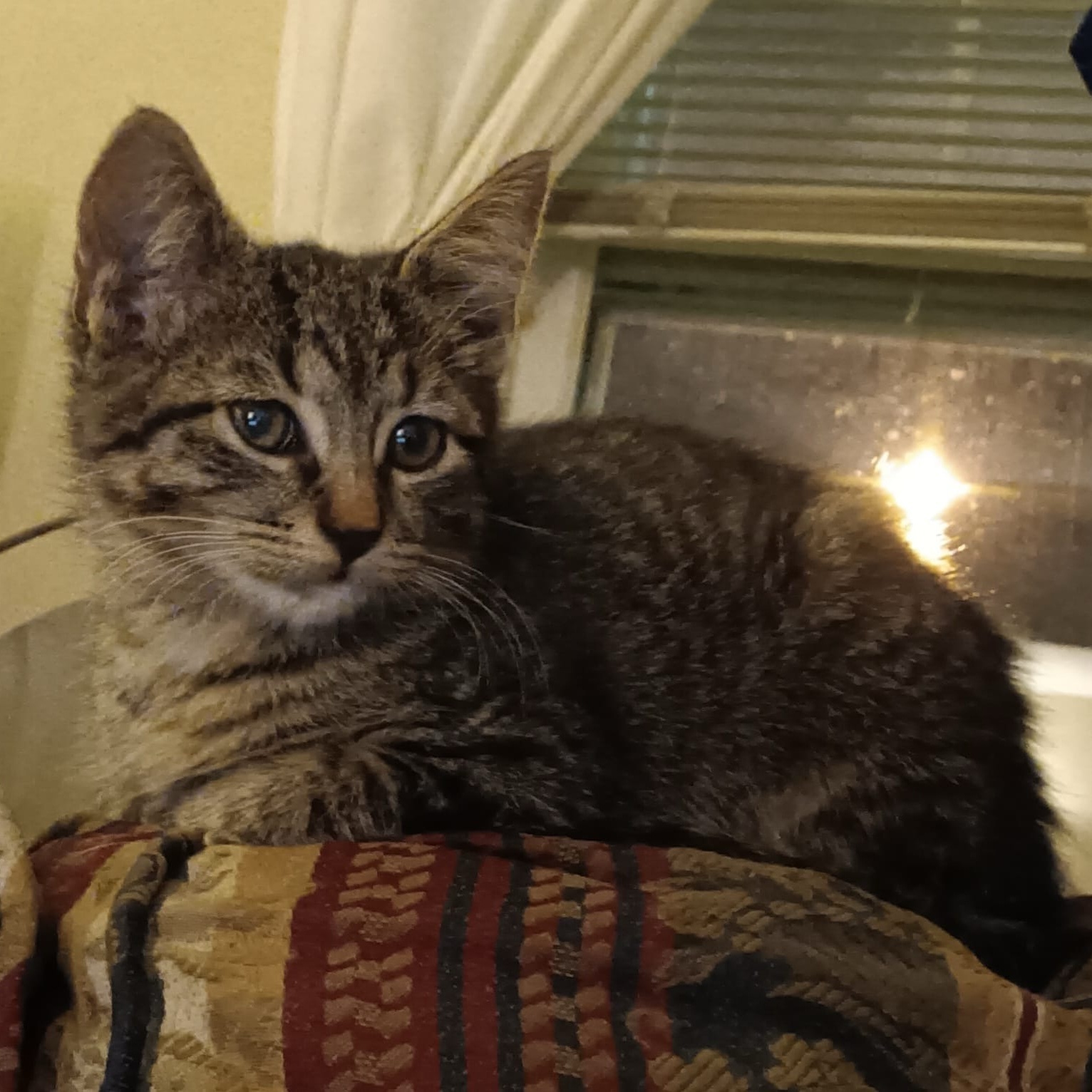 Tulip, an adoptable Domestic Short Hair in Springfield, MO, 65804 | Photo Image 5
