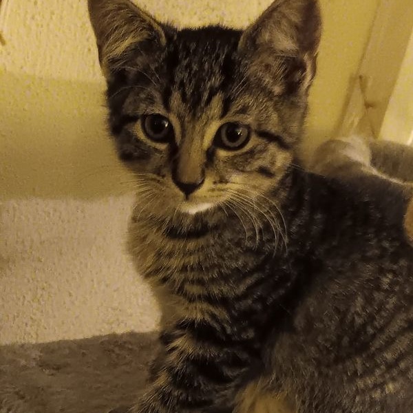 Tulip, an adoptable Domestic Short Hair in Springfield, MO, 65804 | Photo Image 3