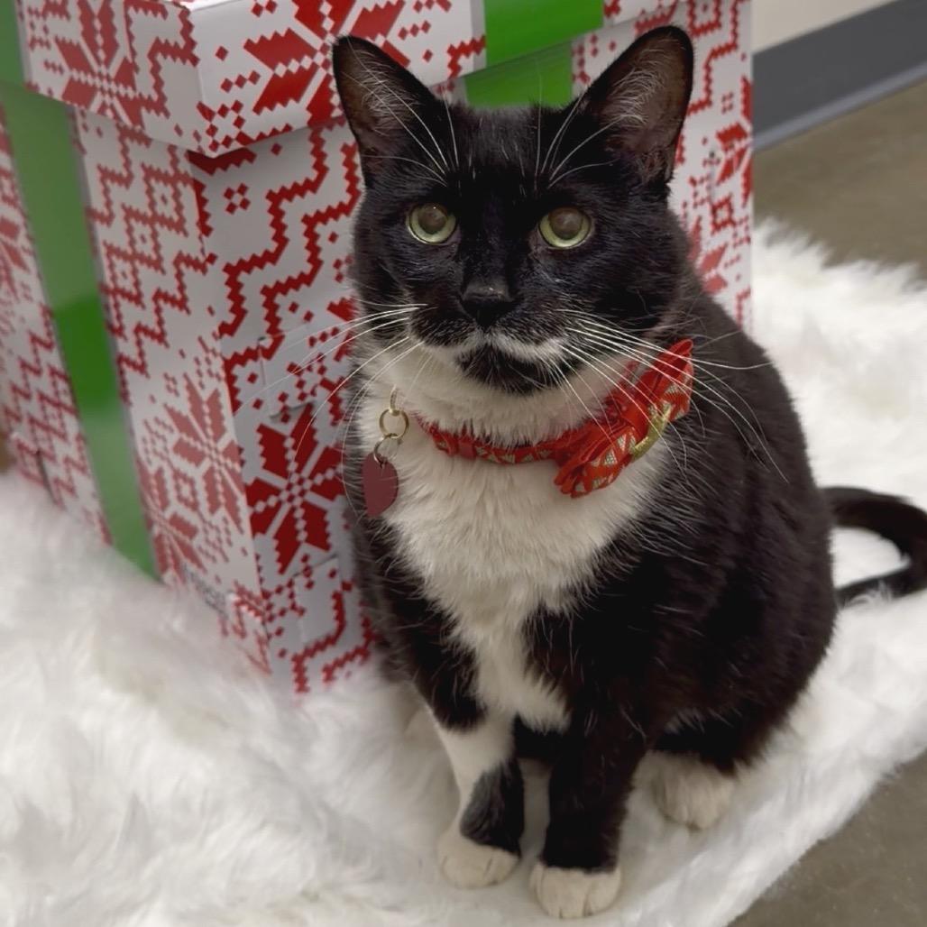 Enlarge Laura, a Adoptable mixed breed in Matteson, IL image 1/6