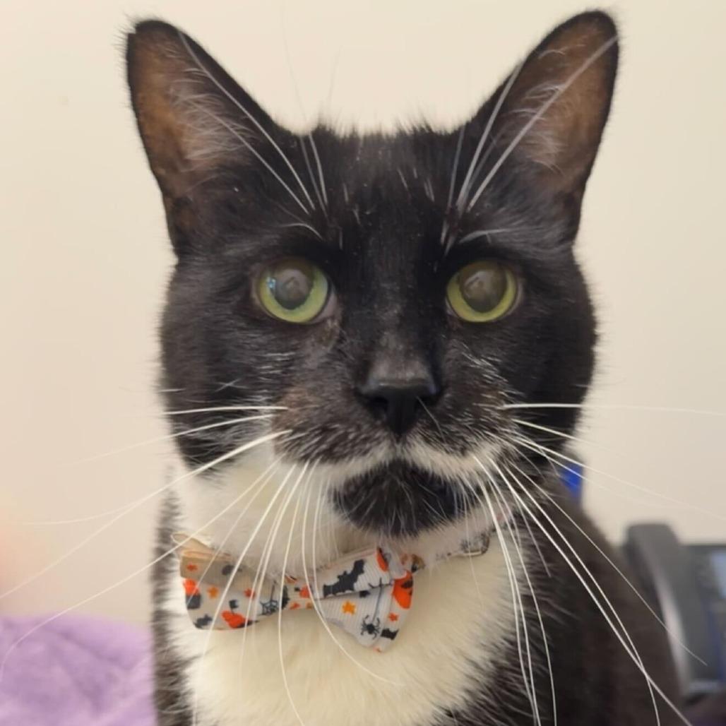 Enlarge Laura, a Adoptable mixed breed in Matteson, IL image 2/6