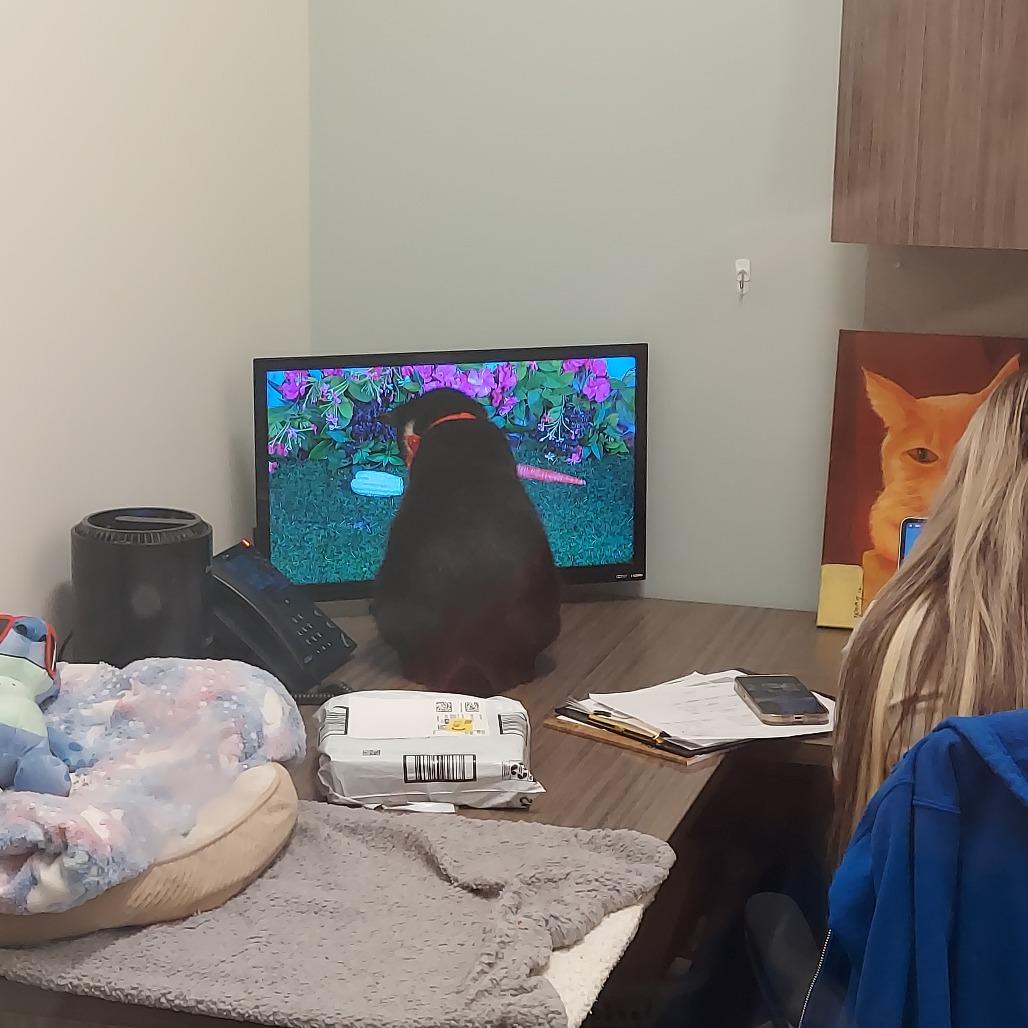 Enlarge Laura, a Adoptable mixed breed in Matteson, IL image 3/6