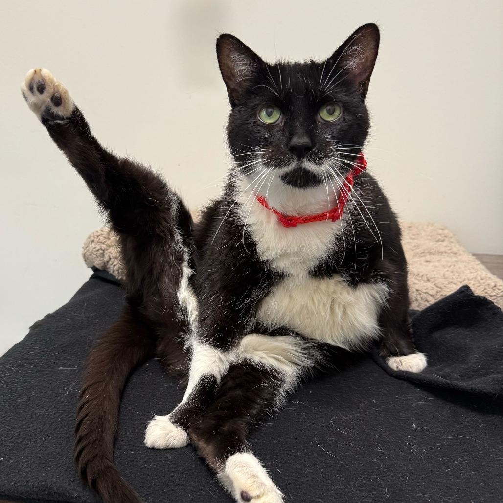 Enlarge Laura, a Adoptable mixed breed in Matteson, IL image 4/6