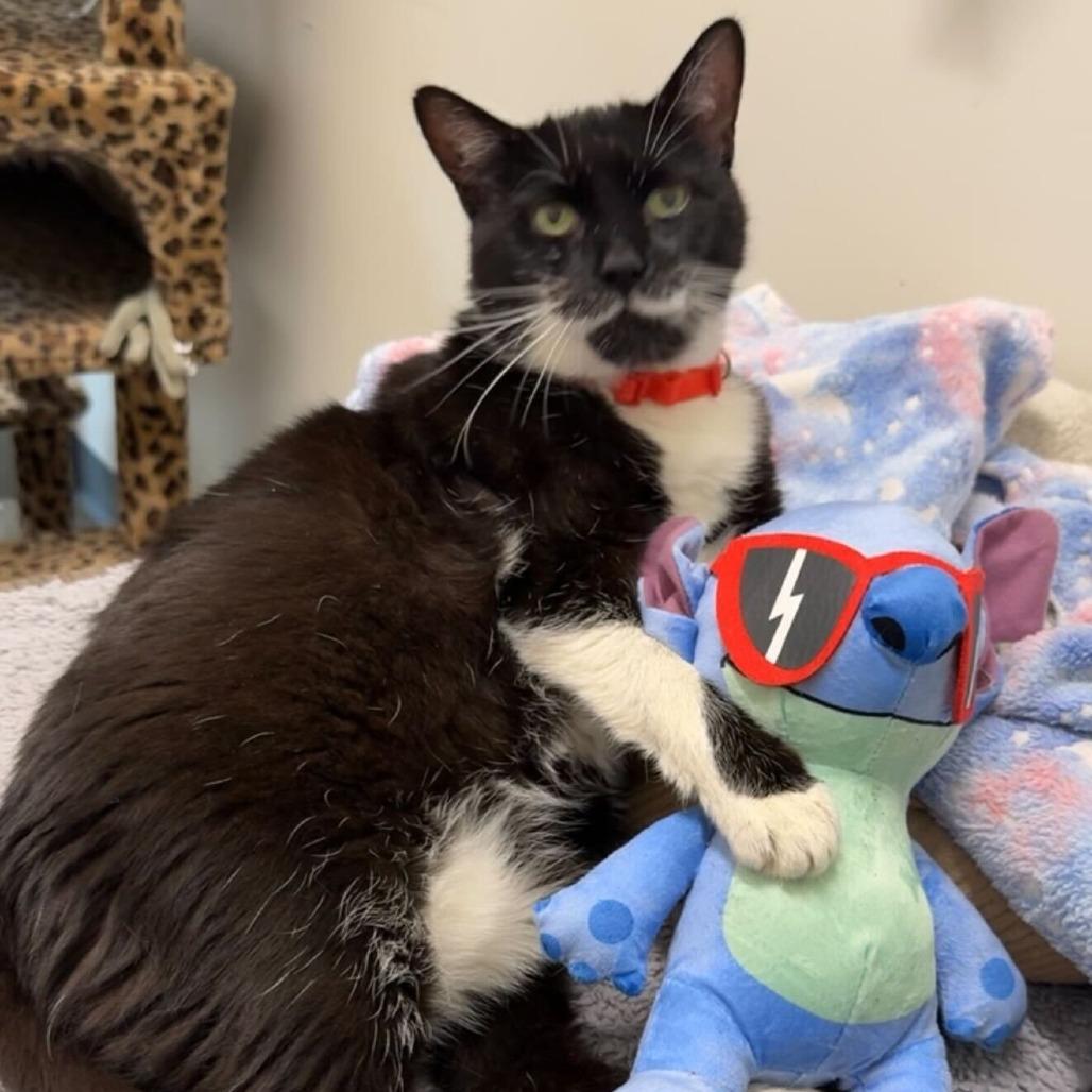 Enlarge Laura, a Adoptable mixed breed in Matteson, IL image 5/6