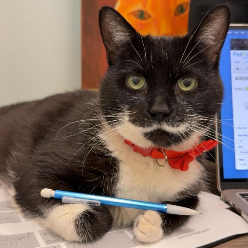 Enlarge Laura, a Adoptable mixed breed in Matteson, IL image 6/6