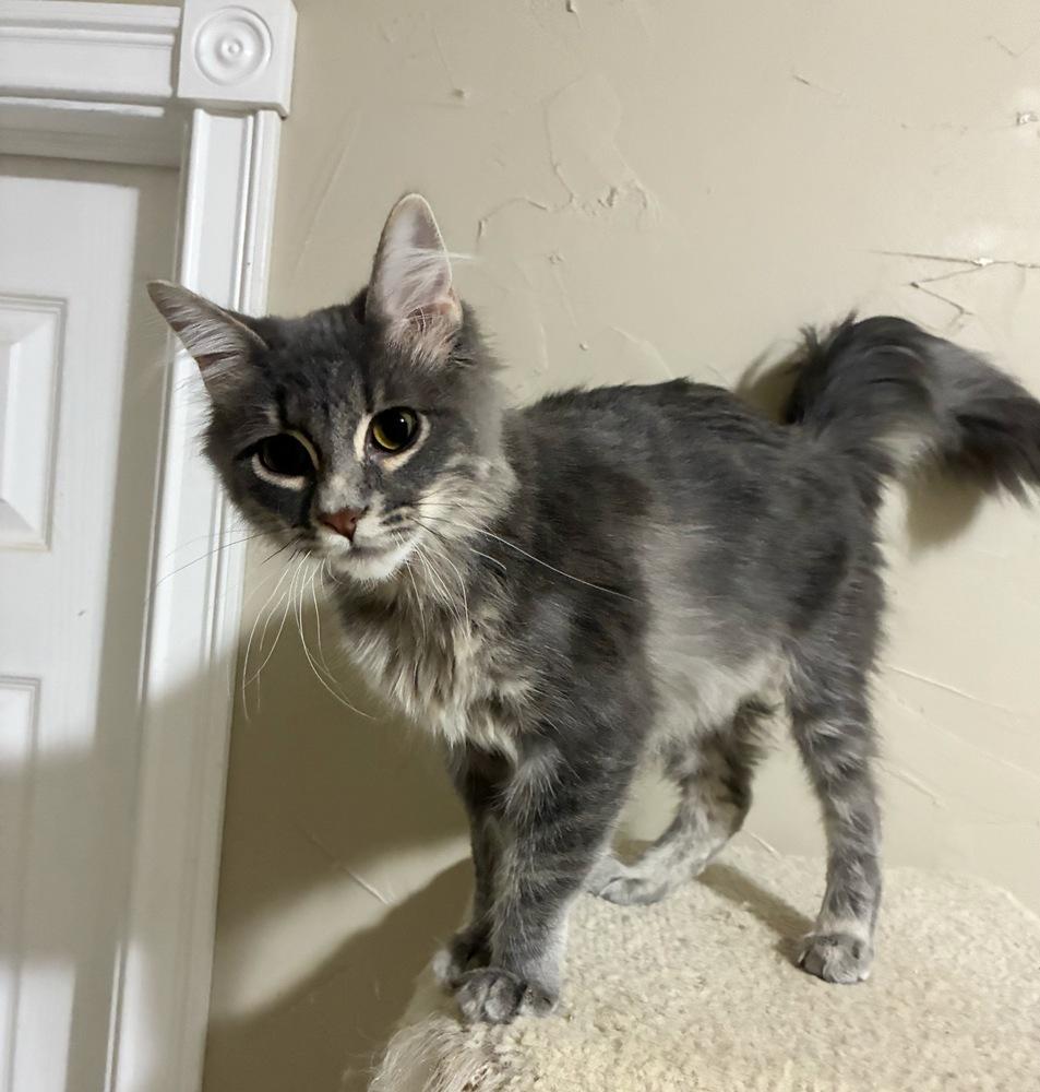 Pablo Picasso, Adoptable, Kitten Male Domestic Long Hair.