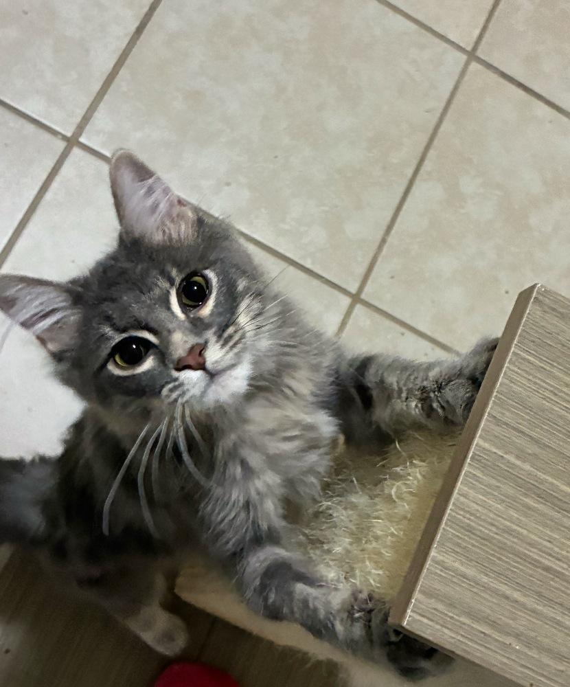 Enlarge Pablo Picasso, a Adoptable Domestic Long Hair in Omaha, NE image 3/4
