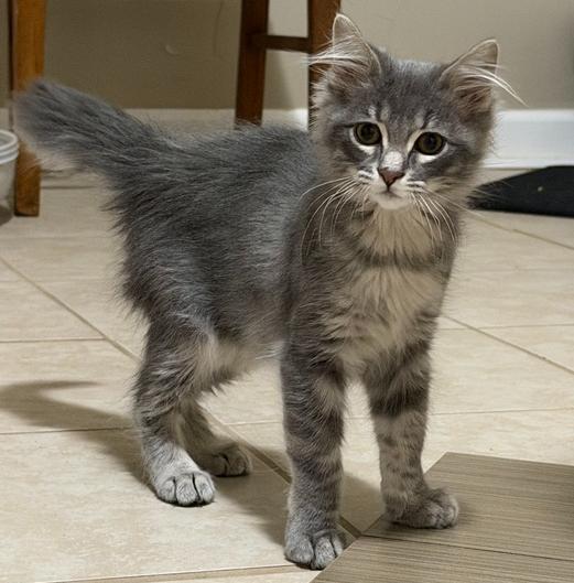Enlarge Pablo Picasso, a Adoptable Domestic Long Hair in Omaha, NE image 4/4