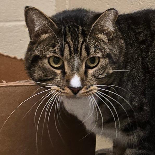 Enlarge Guapo, a Adoptable Domestic Short Hair in Wickenburg, AZ image 1/4