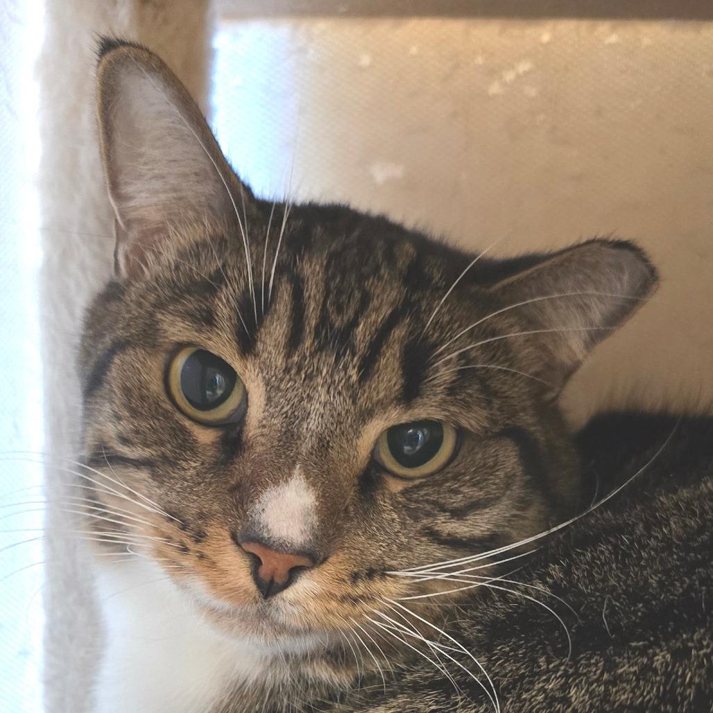 Enlarge Guapo, a Adoptable Domestic Short Hair in Wickenburg, AZ image 2/4