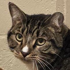 Enlarge Guapo, a Adoptable Domestic Short Hair in Wickenburg, AZ image 3/4