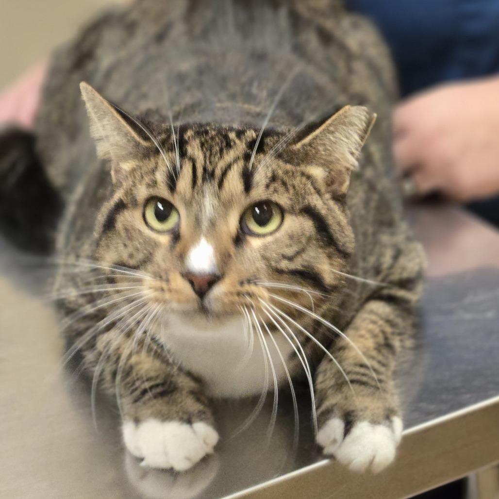 Guapo, Adoptable, Adult Male Domestic Short Hair.