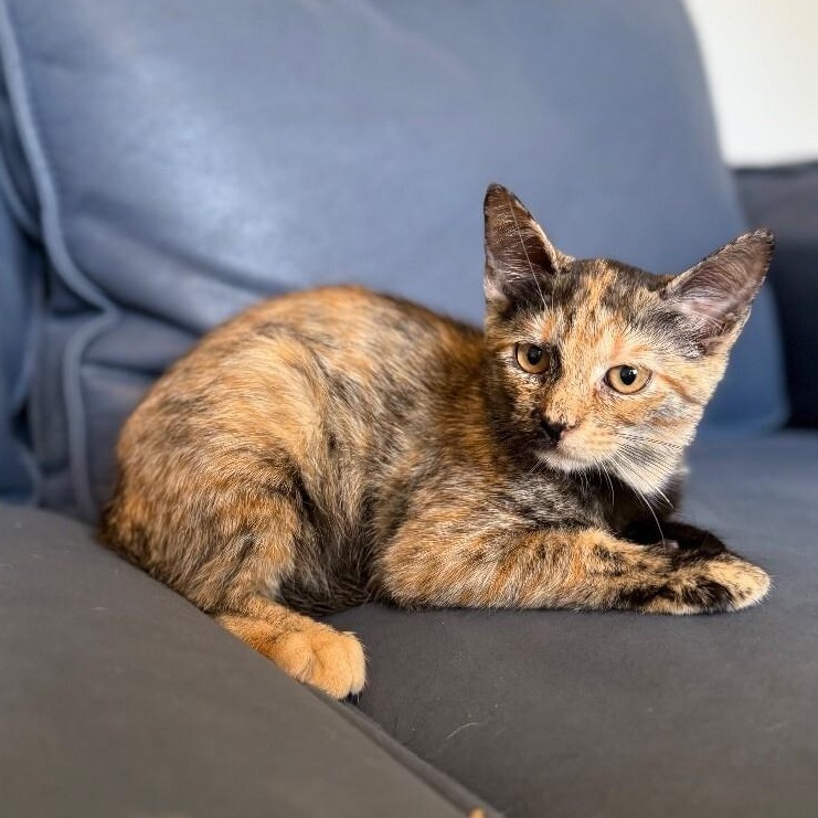 Tortoiseshell Cats for Adoption: Find Your Perfect Furry Friend Today