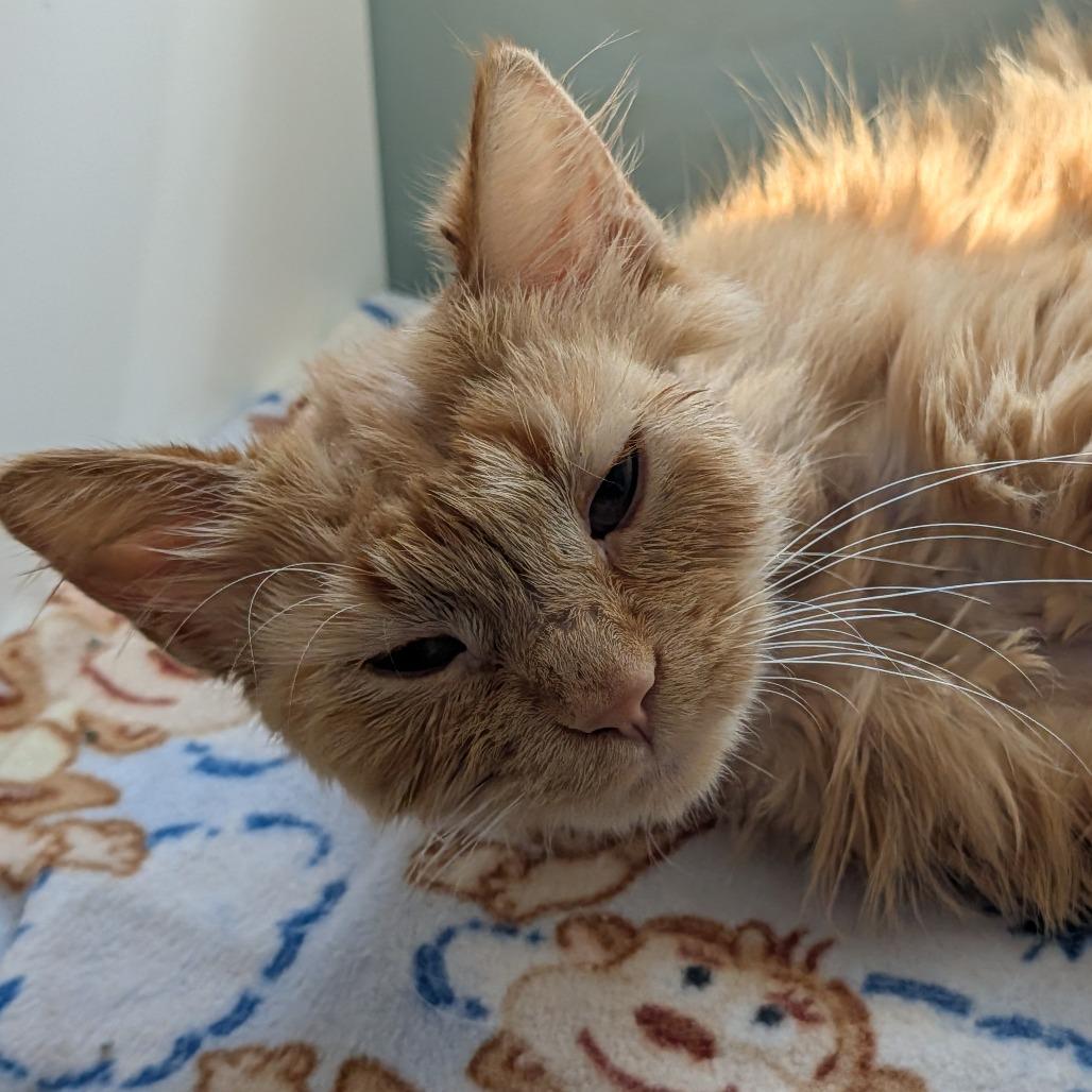 Spunky, Adoptable, Adult Female Domestic Medium Hair.