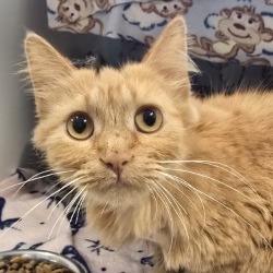 Enlarge Spunky, a Adoptable Domestic Medium Hair in Saint Cloud, MN image 2/6