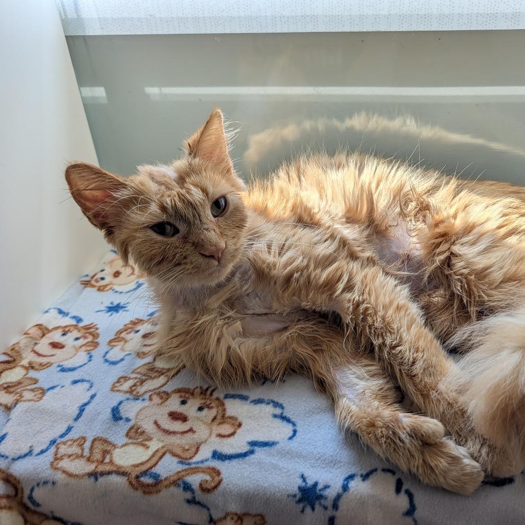 Enlarge Spunky, a Adoptable Domestic Medium Hair in Saint Cloud, MN image 3/6