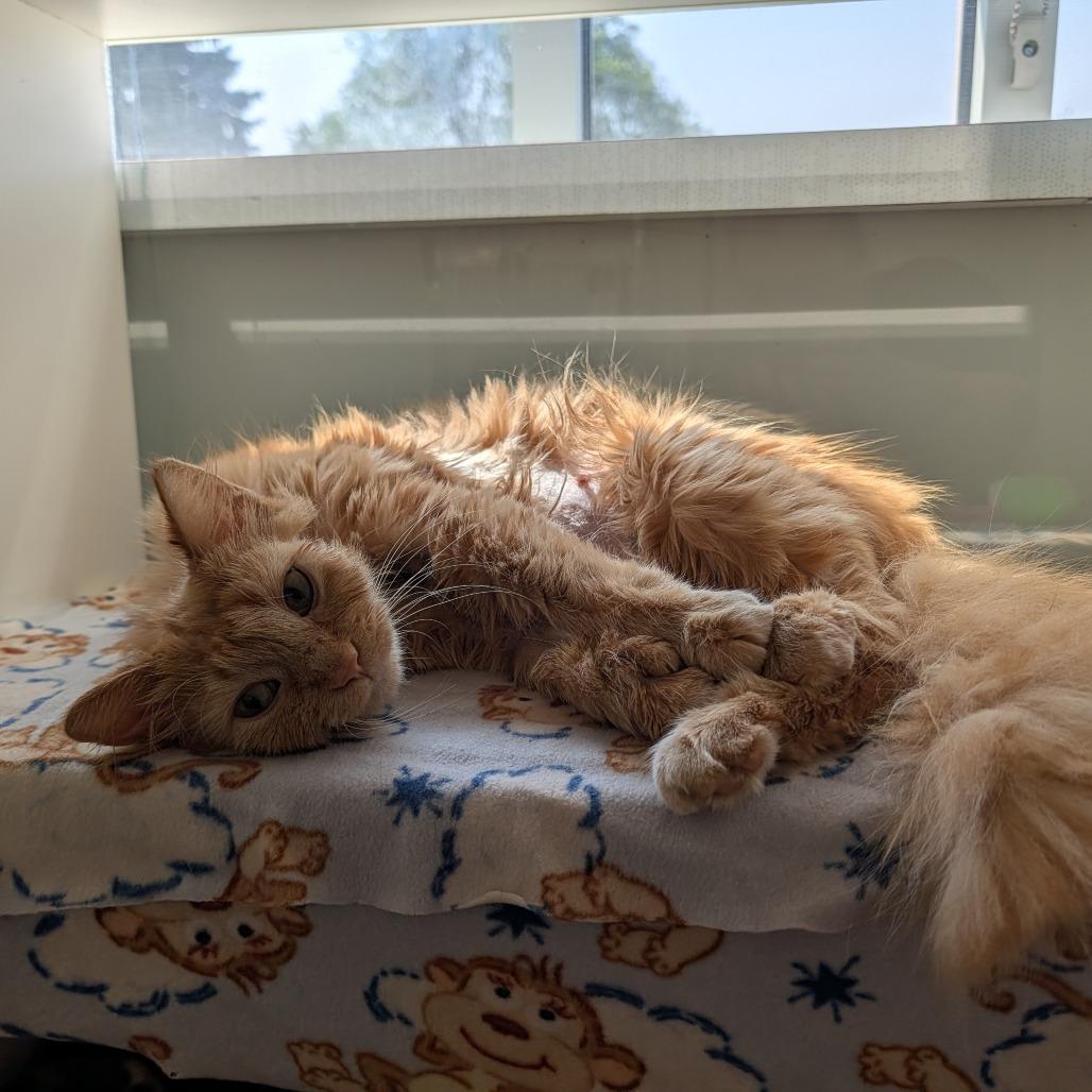 Enlarge Spunky, a Adoptable Domestic Medium Hair in Saint Cloud, MN image 4/6