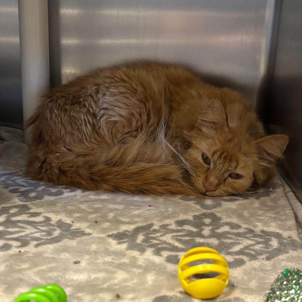 Enlarge Spunky, a Adoptable Domestic Medium Hair in Saint Cloud, MN image 5/6
