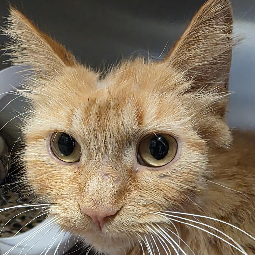 Enlarge Spunky, a Adoptable Domestic Medium Hair in Saint Cloud, MN image 6/6