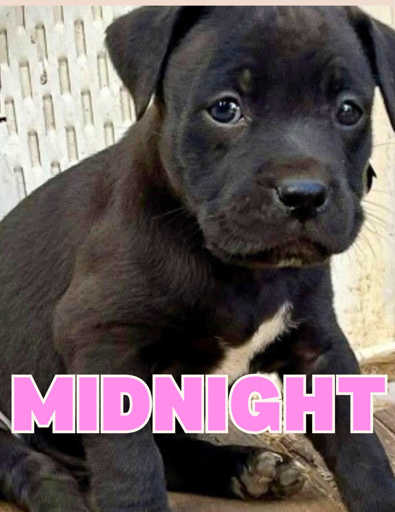 Midnight, ADOPTABLE, Puppy Female American Bully.