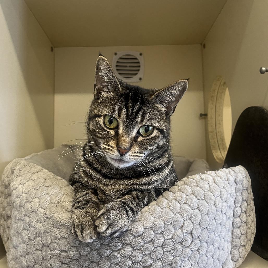 Enlarge Tenny, a Adoptable Domestic Short Hair in Hinsdale, IL image 2/2