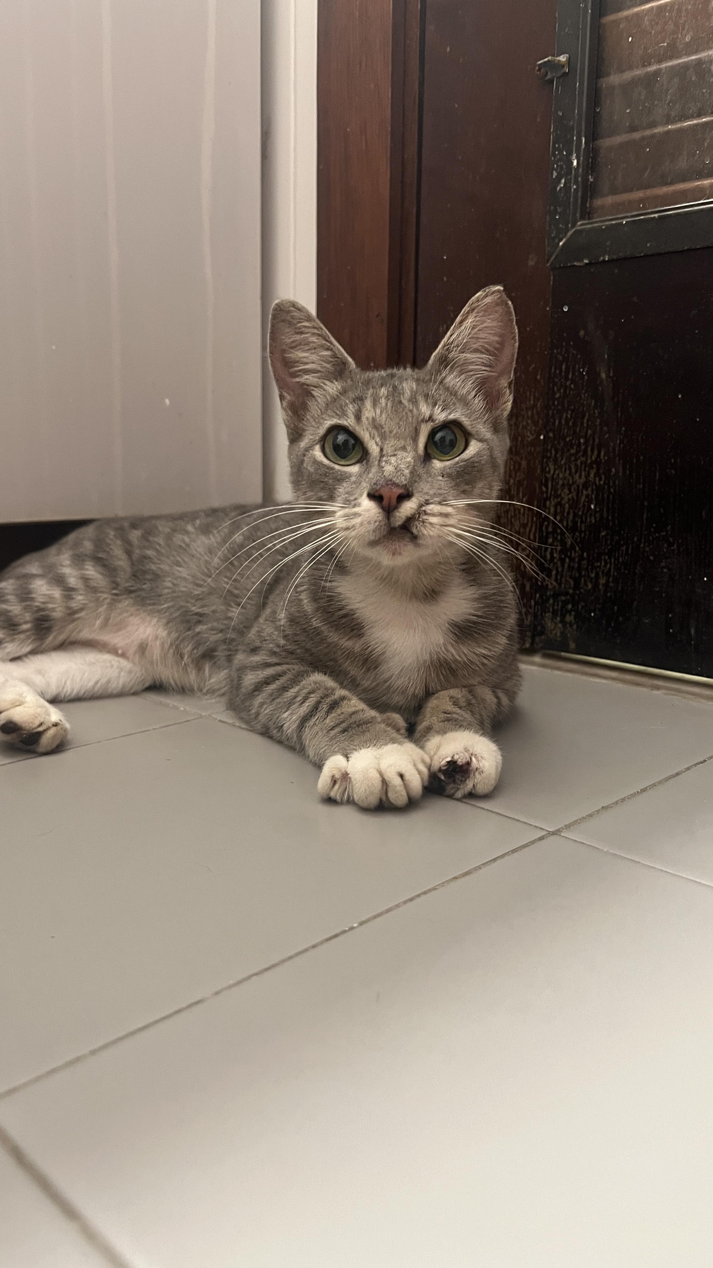 Lupe, Adoptable, Young Female Domestic Short Hair.