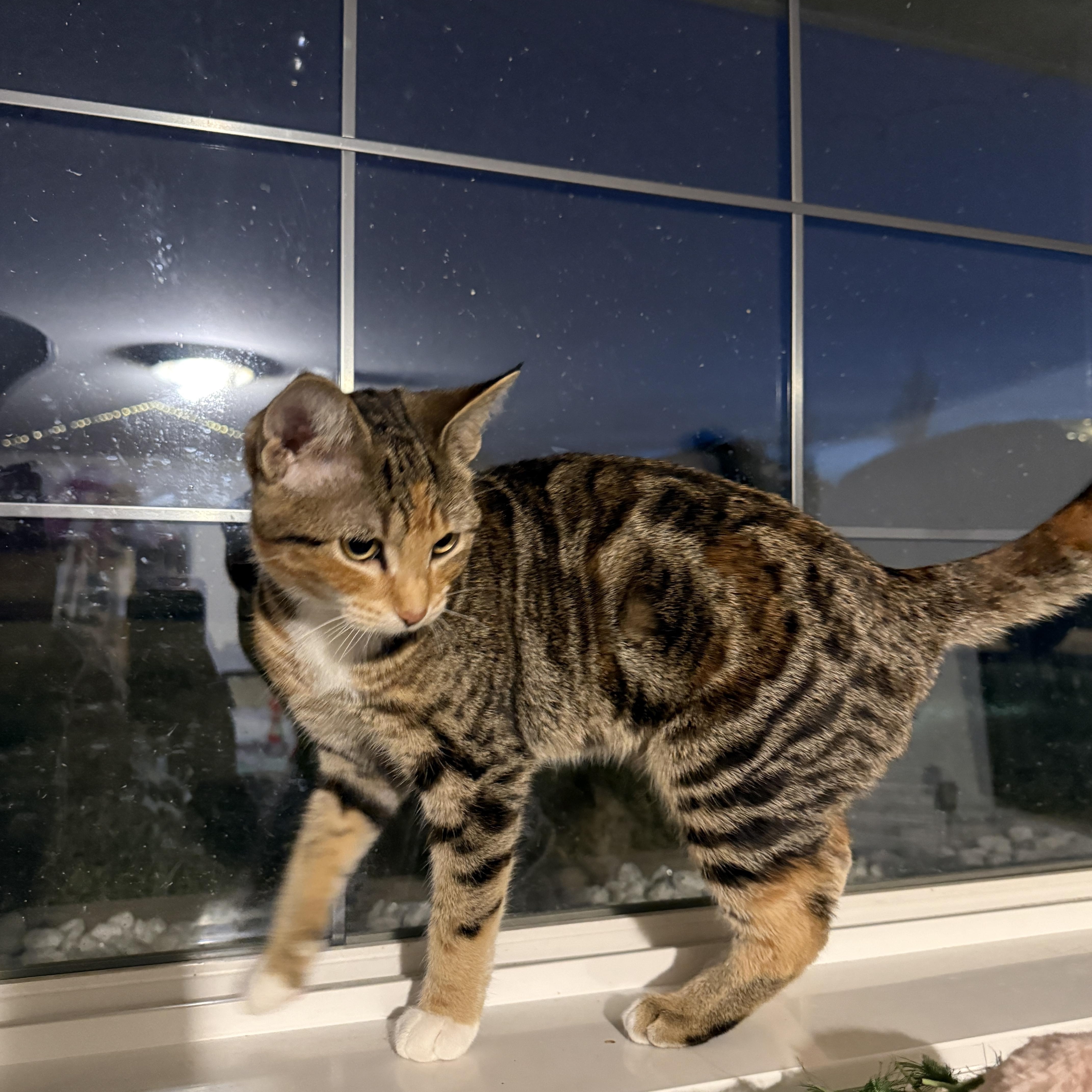 Enlarge Muffin, a Adoptable mixed breed in Meadow Lake, SK image 1/4