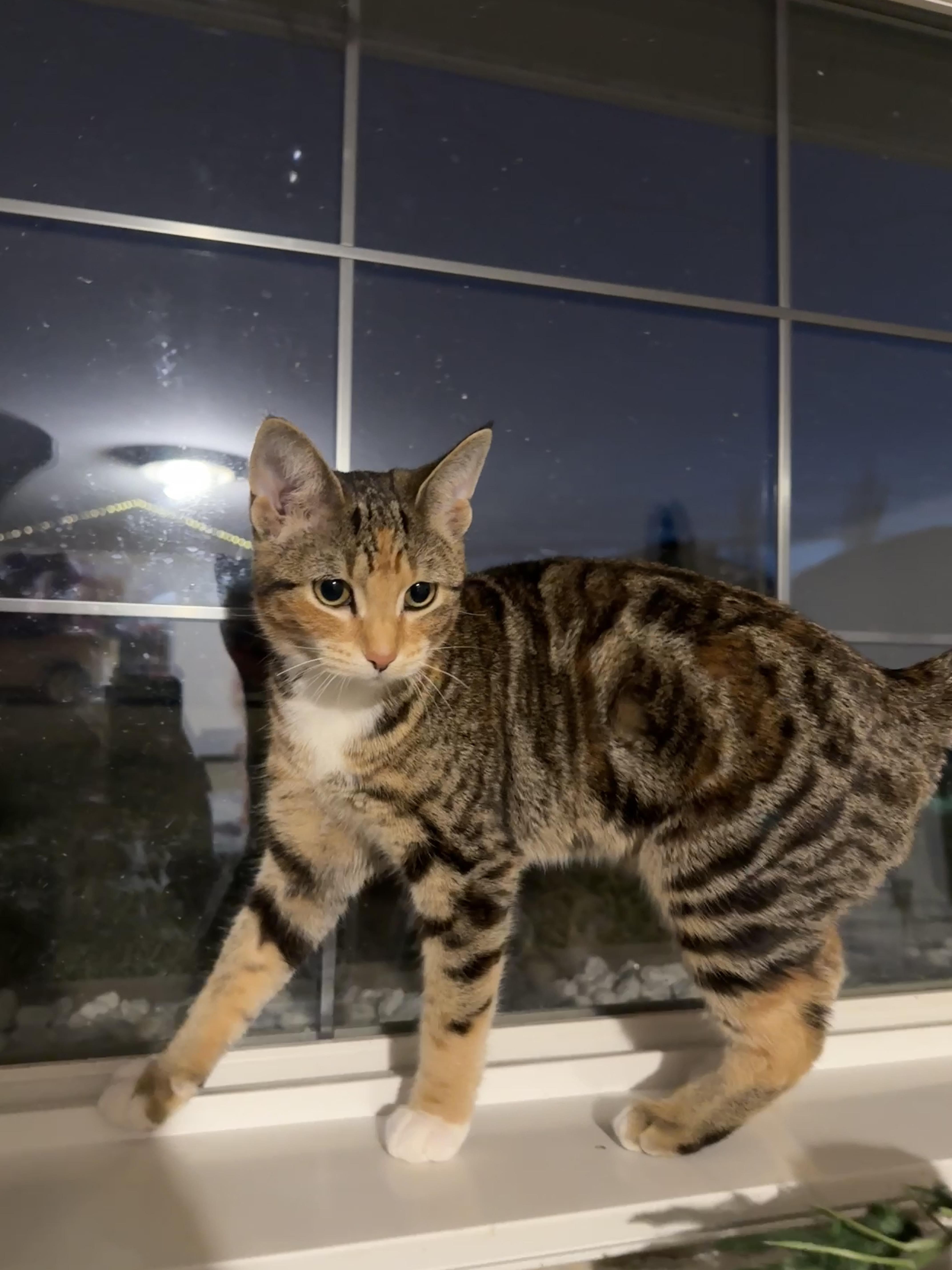 Enlarge Muffin, a Adoptable mixed breed in Meadow Lake, SK image 2/4