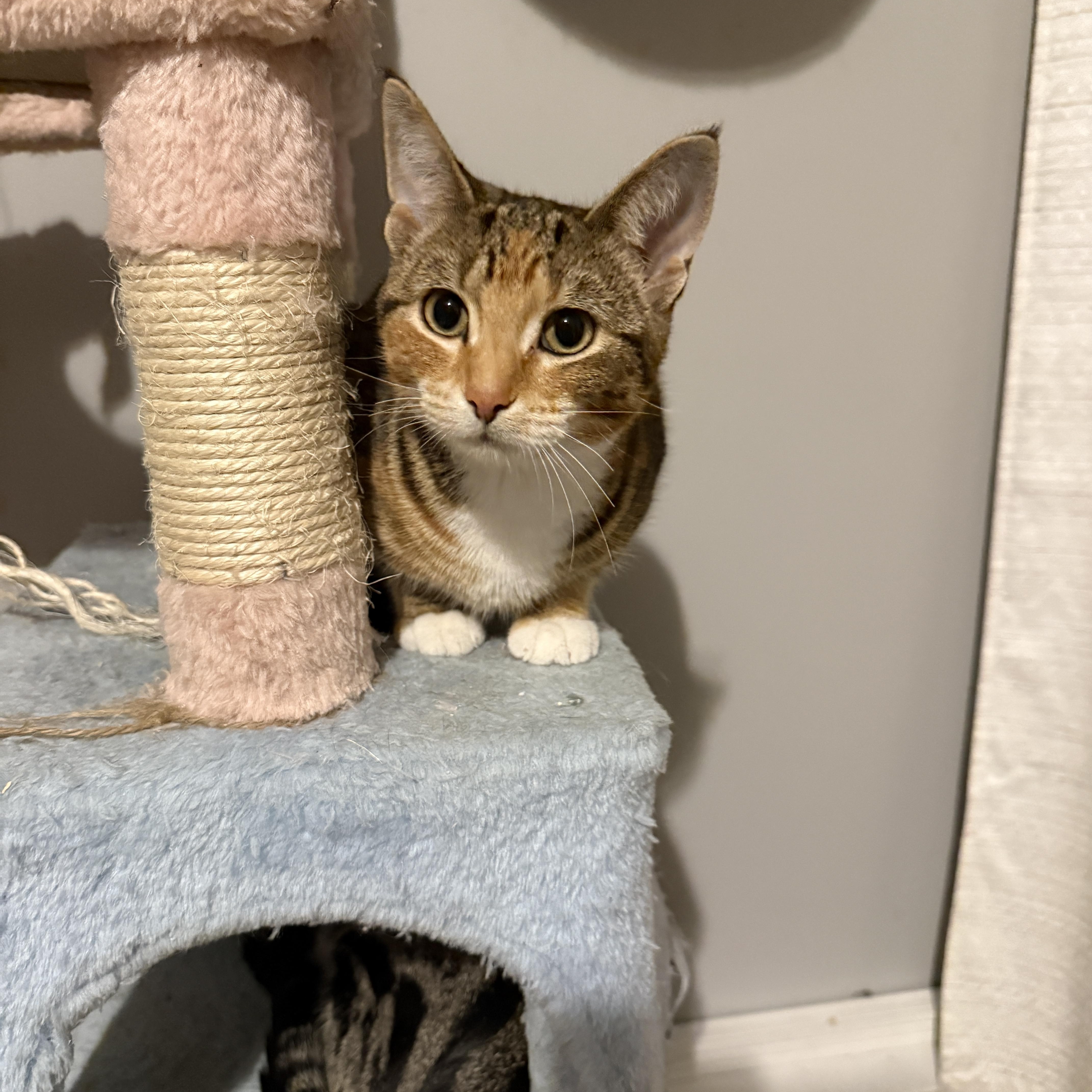 Enlarge Muffin, a Adoptable mixed breed in Meadow Lake, SK image 3/4