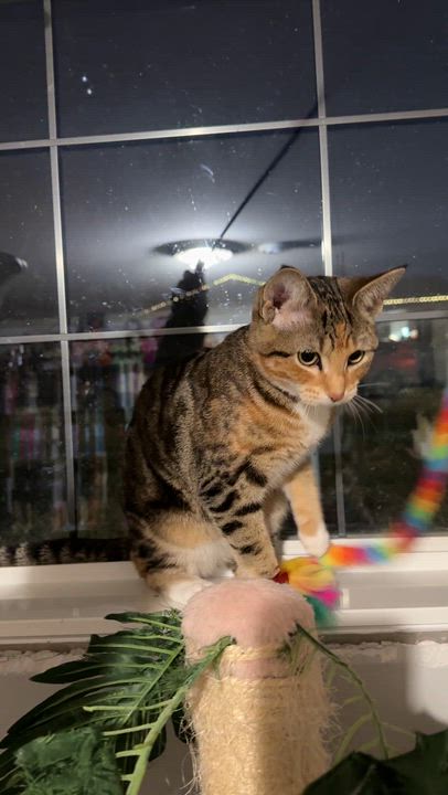 Enlarge Muffin, a Adoptable mixed breed in Meadow Lake, SK video 4/4