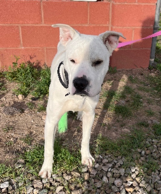 Enlarge Roger, an adopted mixed breed in Tucson, AZ image 1/6