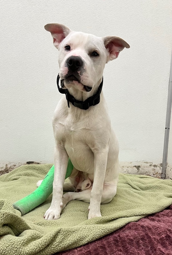 Enlarge Roger, an adopted mixed breed in Tucson, AZ image 2/6