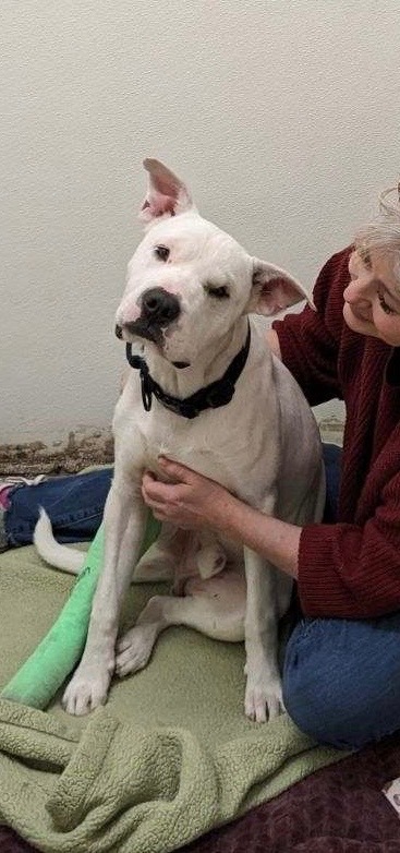 Enlarge Roger, an adopted mixed breed in Tucson, AZ image 5/6
