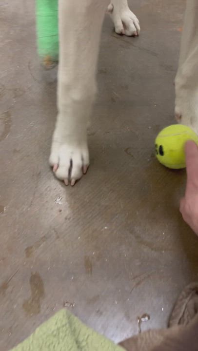 Enlarge Roger, an adopted mixed breed in Tucson, AZ video 6/6
