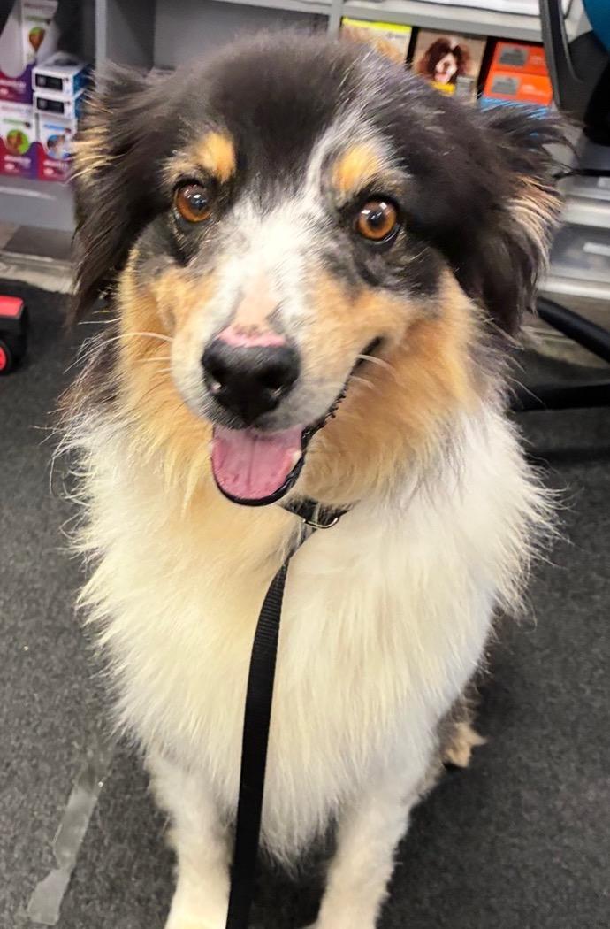 Enlarge Heidi, a Adoptable Australian Shepherd in Fayetteville, AR image 3/5