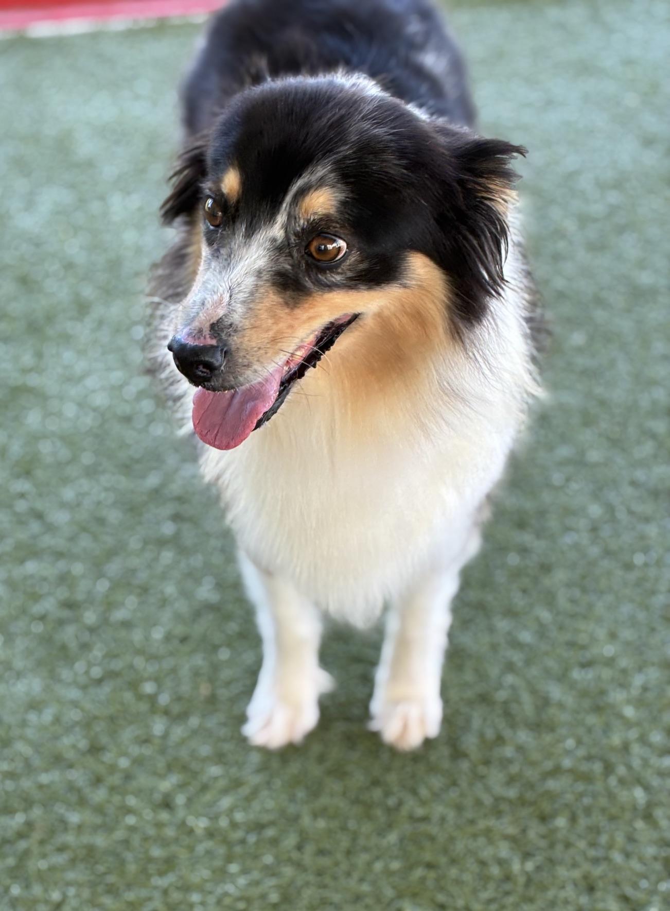 Enlarge Heidi, a Adoptable Australian Shepherd in Fayetteville, AR image 2/5
