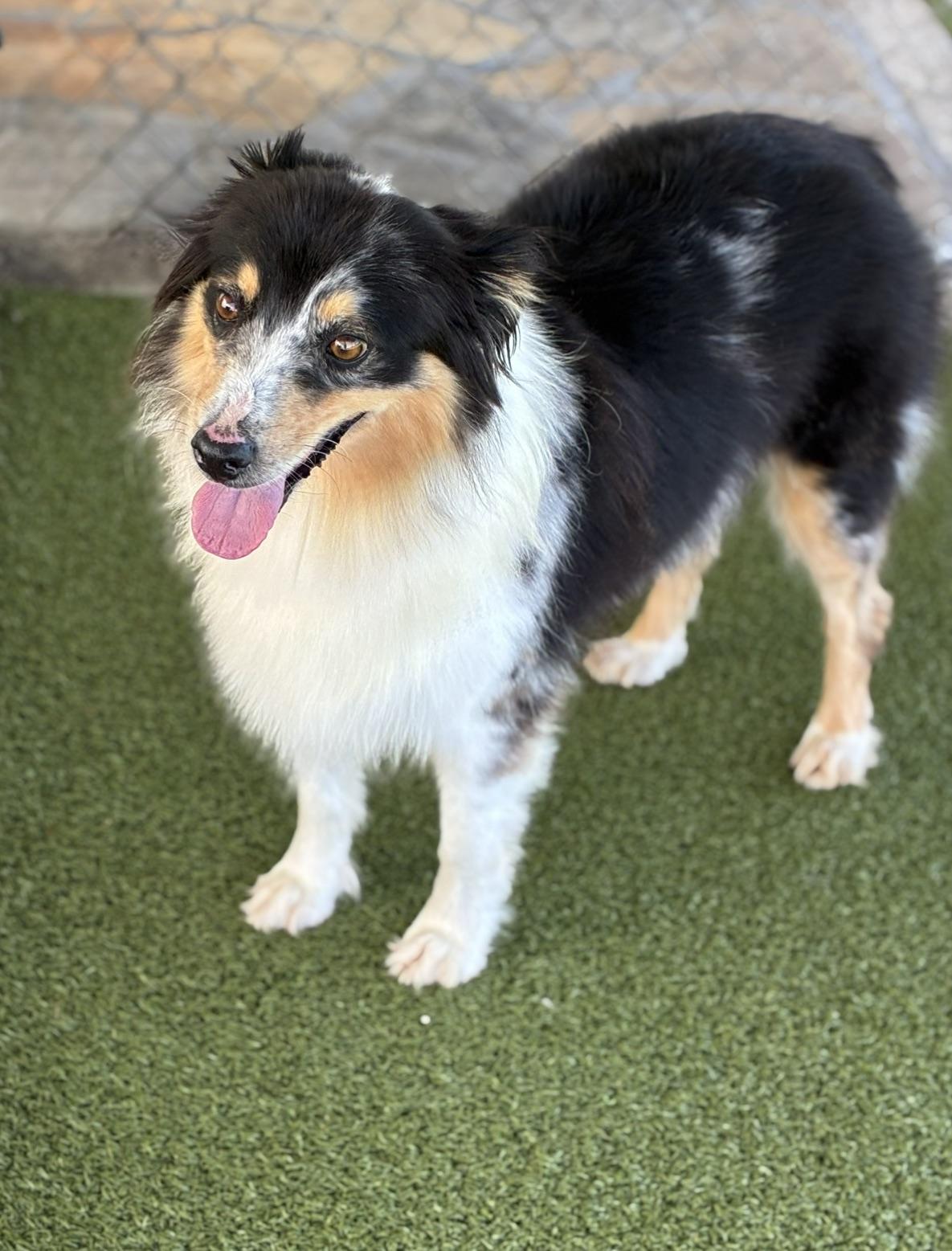 Enlarge Heidi, a Adoptable Australian Shepherd in Fayetteville, AR image 5/5