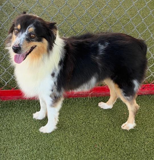 Heidi, ADOPTABLE, Adult Female Australian Shepherd.