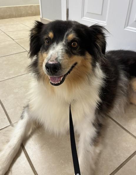 Enlarge Heidi, a Adoptable Australian Shepherd in Fayetteville, AR image 4/5